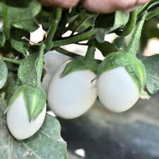 White egg plant for sale  Houma