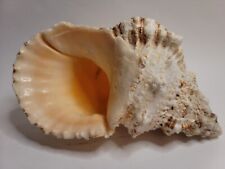Used, 9" Tritons Trumpet Giant Seashell Charonia Tritonis Shell Conch Horn Ocean Beach for sale  Shipping to South Africa