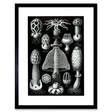 Nature haeckel fungus for sale  EDINBURGH