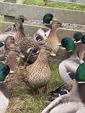 Call duck hatching for sale  SPALDING