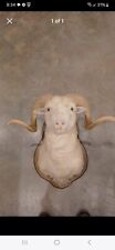 Shoulder mount taxidermy for sale  Hartselle