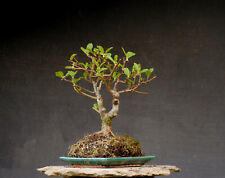 Bonsai outdoor hardy for sale  Shipping to Ireland