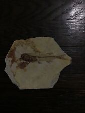 Diplomystus fossil fish for sale  Brice