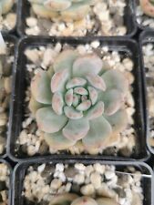 Echeveria Ariel Pot 7cm Sukkulente Sammlung Rare Korean Hybrid Succulent, używany na sprzedaż  PL