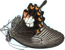Menelaides polytes ledebouria praxilla female 39mm BA24 Papilionidae for sale  Shipping to South Africa