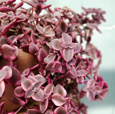 Crassula marginalis calico for sale  LEIGH