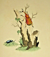 1799 Original Donovan British  Engraving Bug Color Beetle 5x8" Plate 34 Print for sale  Shipping to South Africa