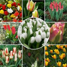 New tulips spring for sale  MELTON MOWBRAY