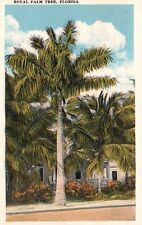 Cartão postal FL Royal Palm Tree Florida publicado 1922 borda branca vintage PC H9319 comprar usado  Enviando para Brazil