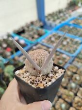 pseudolithos for sale  Shipping to South Africa