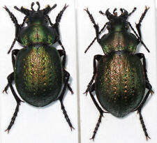 Used, 10. Calosoma - Calosoma  (Microcallisthenes) pentheri pentheri … PAIR for sale  Shipping to South Africa