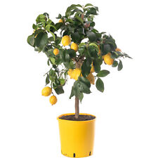 Assorted indoor citrus for sale  UK