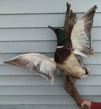 Mallard duck flying for sale  Lakeview