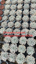 Echeveria runyonii variegated for sale  Ireland