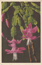 Epiphyllum Truncafum-Christmas Cactus Plant-Swiss Postcard, used for sale  Shipping to South Africa