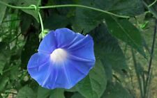 Japanese morning glory for sale  Mcminnville