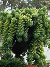 Donkey tail succulent for sale  Lompoc