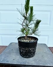 loblolly pine for sale  Arlington