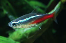 Neon tetra 20 for sale  PAISLEY