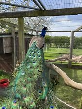 Indian blue peacock for sale  HIGH WYCOMBE