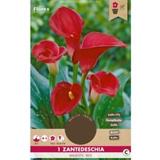 Calla majestic red for sale  Ireland