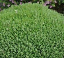 Thyme dwarf common for sale  Shipping to Ireland