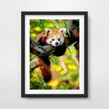Red panda animal for sale  PEVENSEY