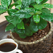 Coffea arabica coffee for sale  UK