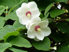 Graines magnolia siebold d'occasion  Sabres