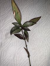 Hoya parviflora splash gebraucht kaufen  Coswig