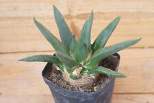 Planta grande 9 cm Ariocarpus retusus trigonus elongatus própria raiz, usado comprar usado  Enviando para Brazil