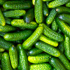 Parisian gherkin cucumber d'occasion  Expédié en Belgium