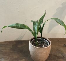 Aspidistra punctata cobbleston for sale  Shipping to Ireland