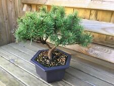 Pinus mugo ophir for sale  UK