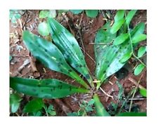 Used, 10x Ledebouria Revoluta Indian Squill Jangali P Garden Plants - Seeds B1697 for sale  Shipping to South Africa
