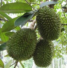 Durian germinated seed for sale  Shipping to Ireland
