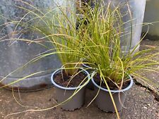 Carex testacea prairie for sale  LEEK