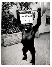 gorilla lift for sale  Dixon