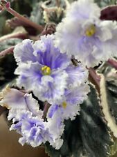 African violet plant for sale  Fairport