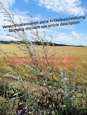 Artemisia vulgaris common for sale  Shipping to Ireland