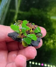 Bucephalandra brownie jade gebraucht kaufen  Lich