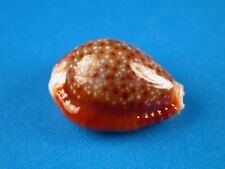 Cypraea bellatrix dark for sale  Shipping to Ireland