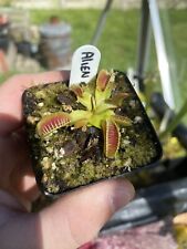 Dionaea muscipula alien for sale  CHELMSFORD