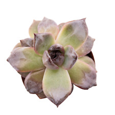 Echeveria odette succulent for sale  Allen