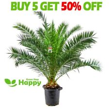Canary island palm for sale  DONCASTER
