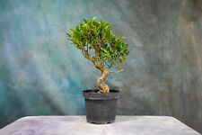 ficus tree for sale  North Fort Myers