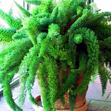 Asparagus foxtail fern for sale  Lincolnton