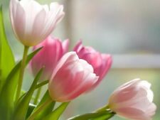 Rosa tulpen tulpenzwiebeln gebraucht kaufen  Kaiserslautern