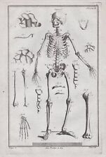 Skeletons skelette skelett gebraucht kaufen  Seubersdorf