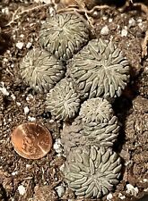 Used, Pelecyphora Aselliformis  Hatchet Cactus  6 Heads Cluster for sale  Shipping to South Africa